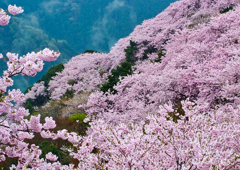 天空の桜宴