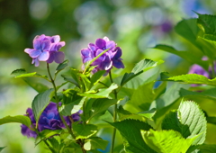 紫陽花日和