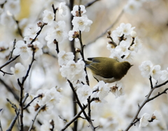 春の訪れ