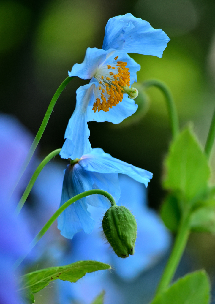 秘境の花