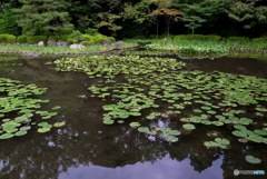 平安神宮神苑