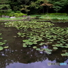 平安神宮神苑