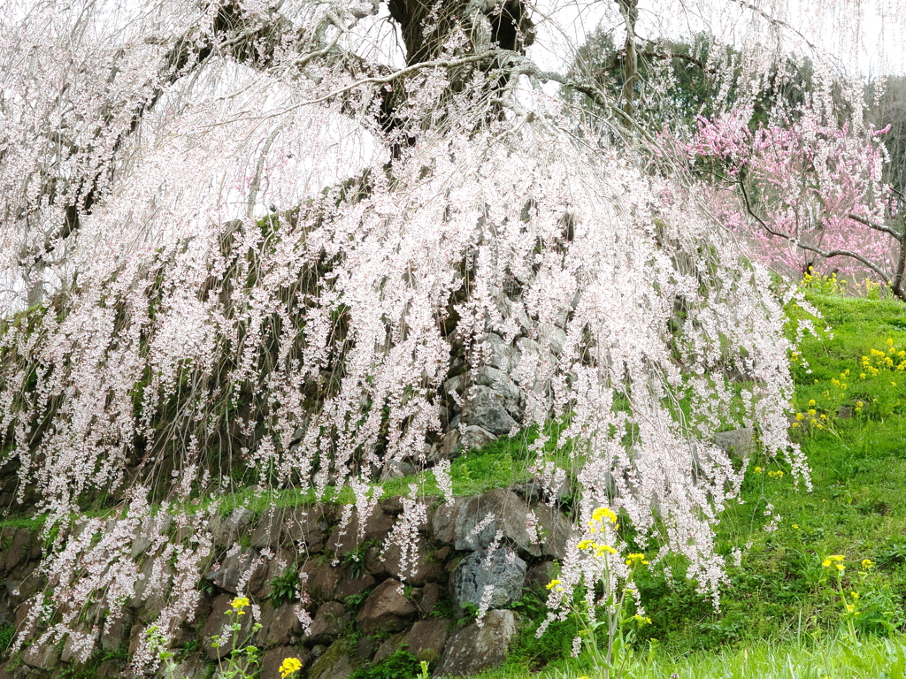 ２０２４年　又兵衛桜