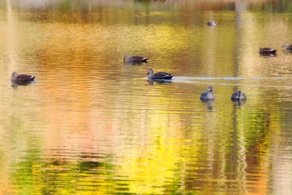 水鳥の楽園