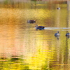 水鳥の楽園