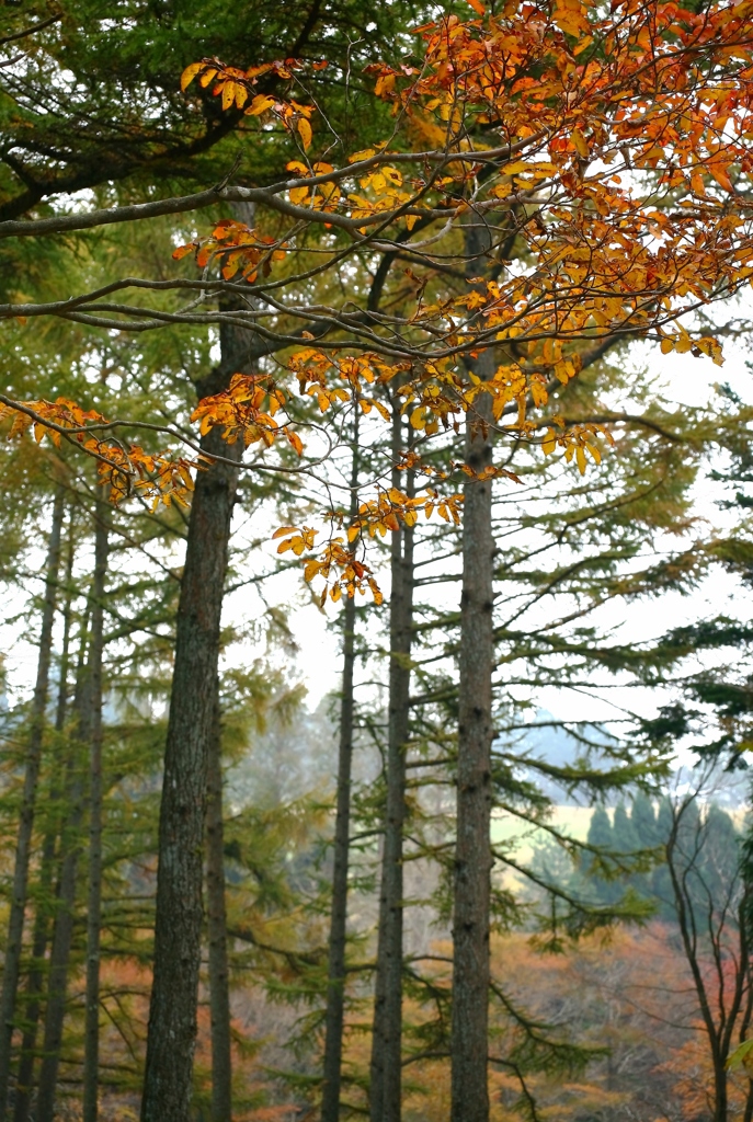 六甲高山植物園の秋景色