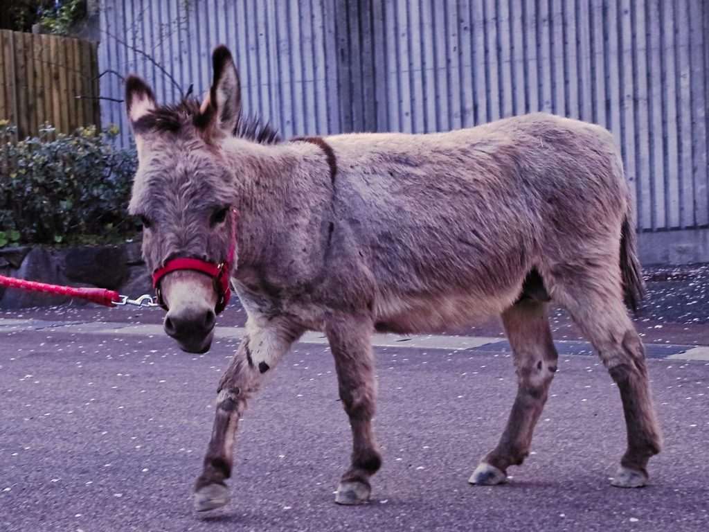 ようこそ動物園へ