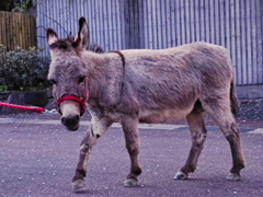 ようこそ動物園へ