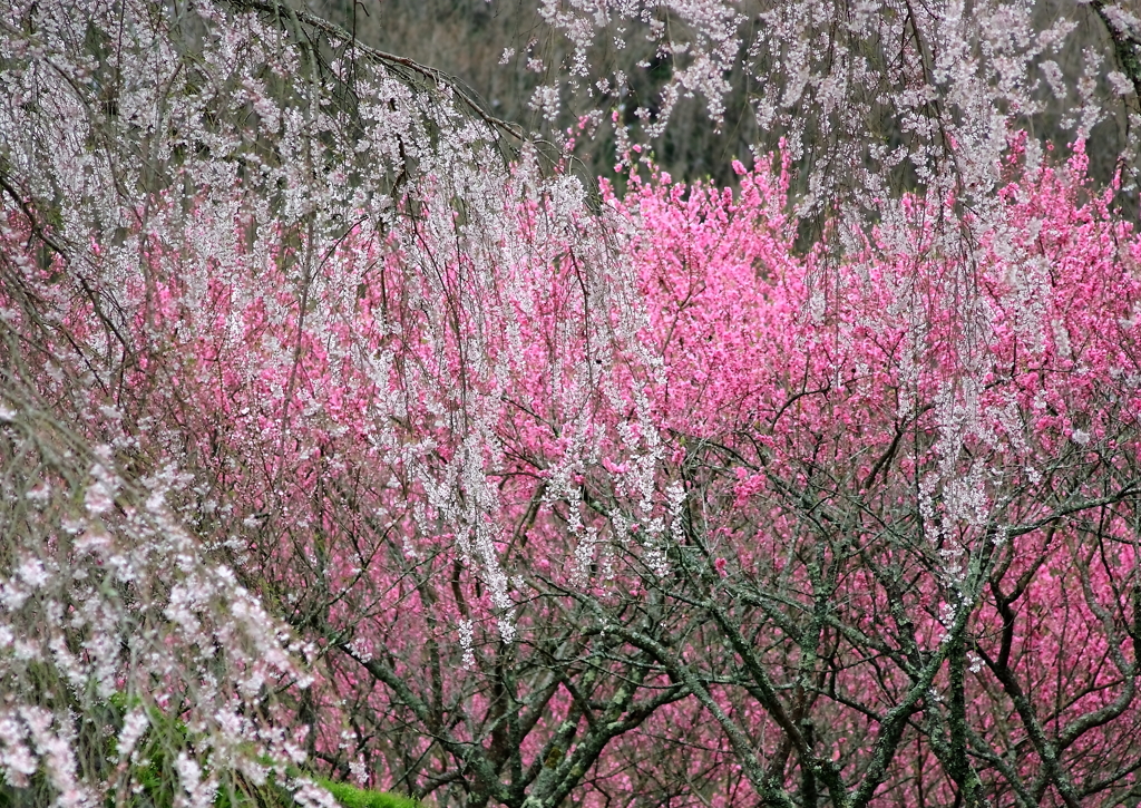桜と花桃の饗宴