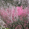 桜と花桃の饗宴