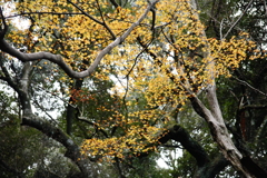 春日山原始林の残り黄葉