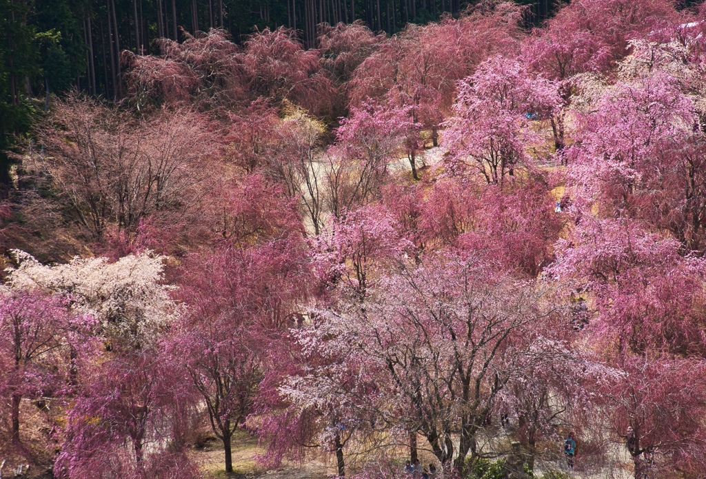 天空の桜宴