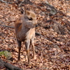 冬を迎える奈良の小鹿