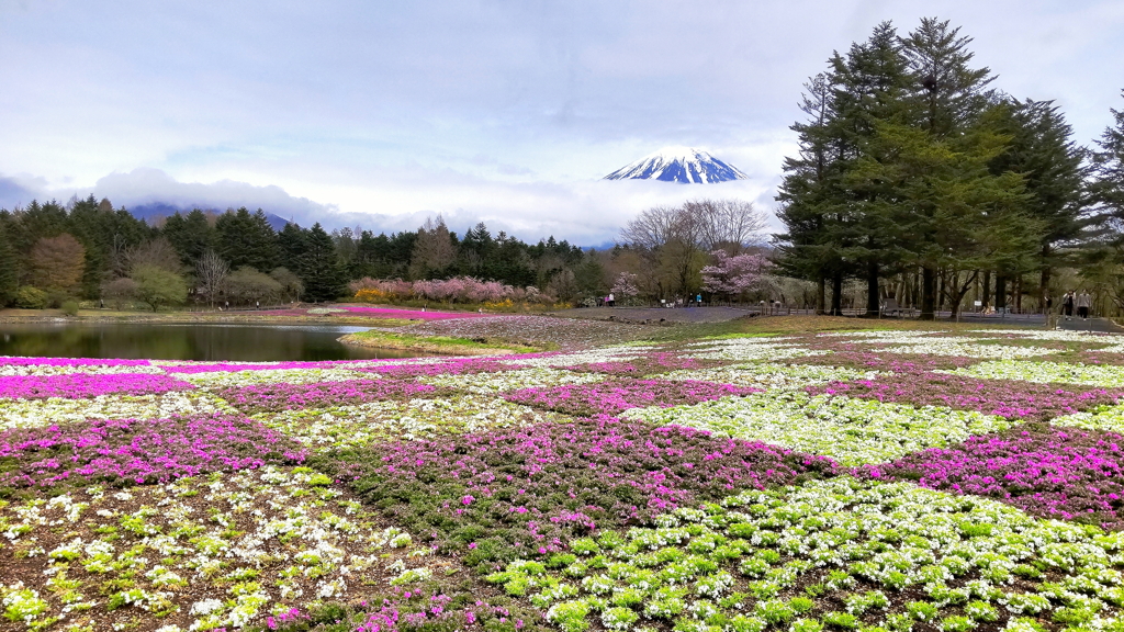 芝桜と富士山の絶景