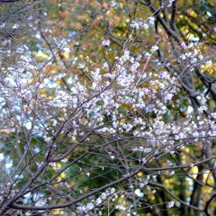 師走の四季桜