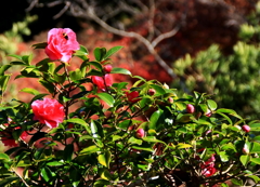 毘沙門堂に咲く山茶花