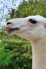 王子動物園のラマ