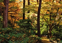 秋麗の兼六園