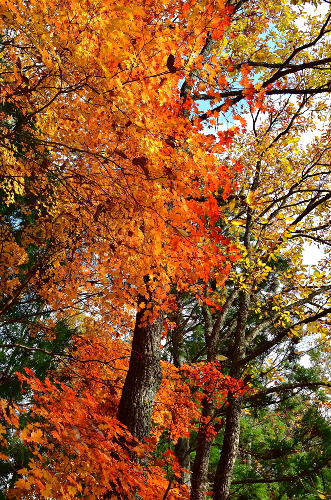 鶏足寺参道を彩る秋景
