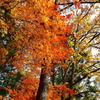 鶏足寺参道を彩る秋景
