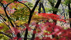 六甲山の秋彩