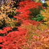 薬王院温泉寺の錦秋