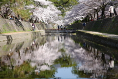 麗らかな夙川