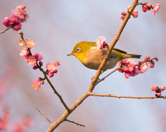 京都御苑のウメジロー