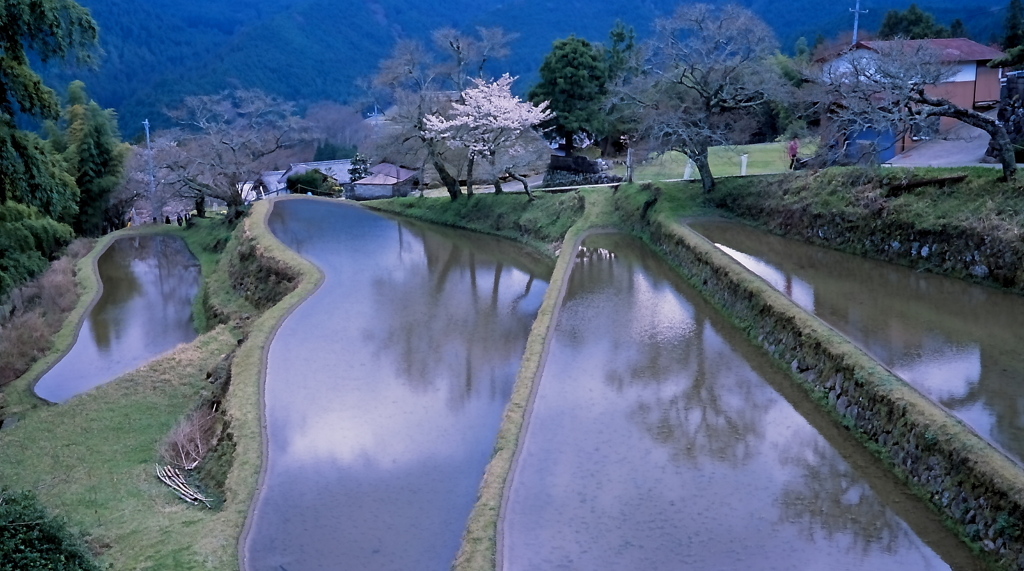 三多気の桜