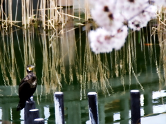 お花見に何を想う