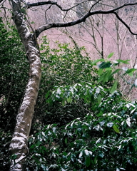 六甲山の薄雪化粧