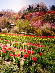 百花繚乱