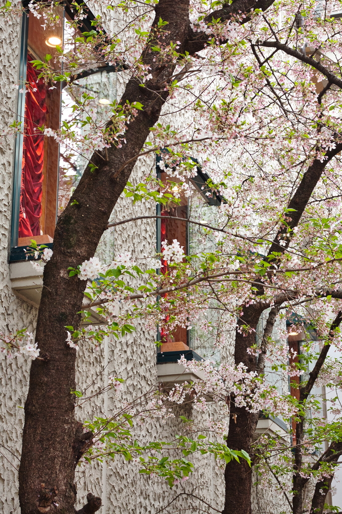 お洒落な桜