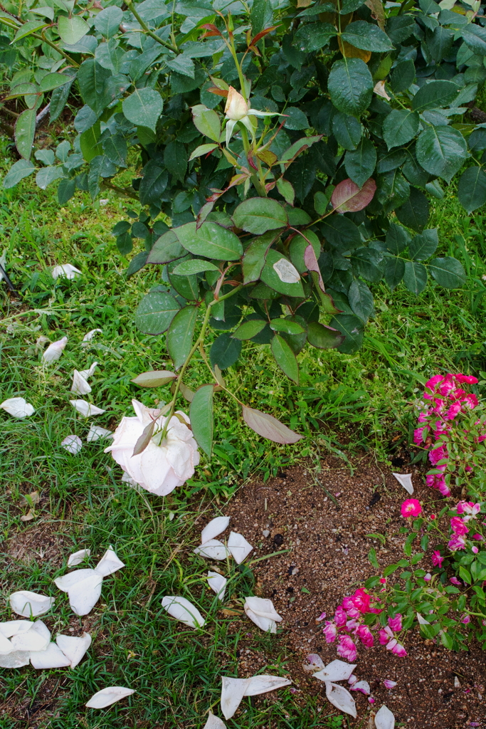儚き白、希望の蕾