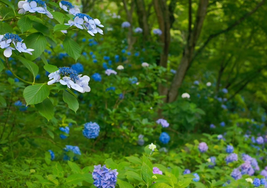 六甲山に紫陽花咲く