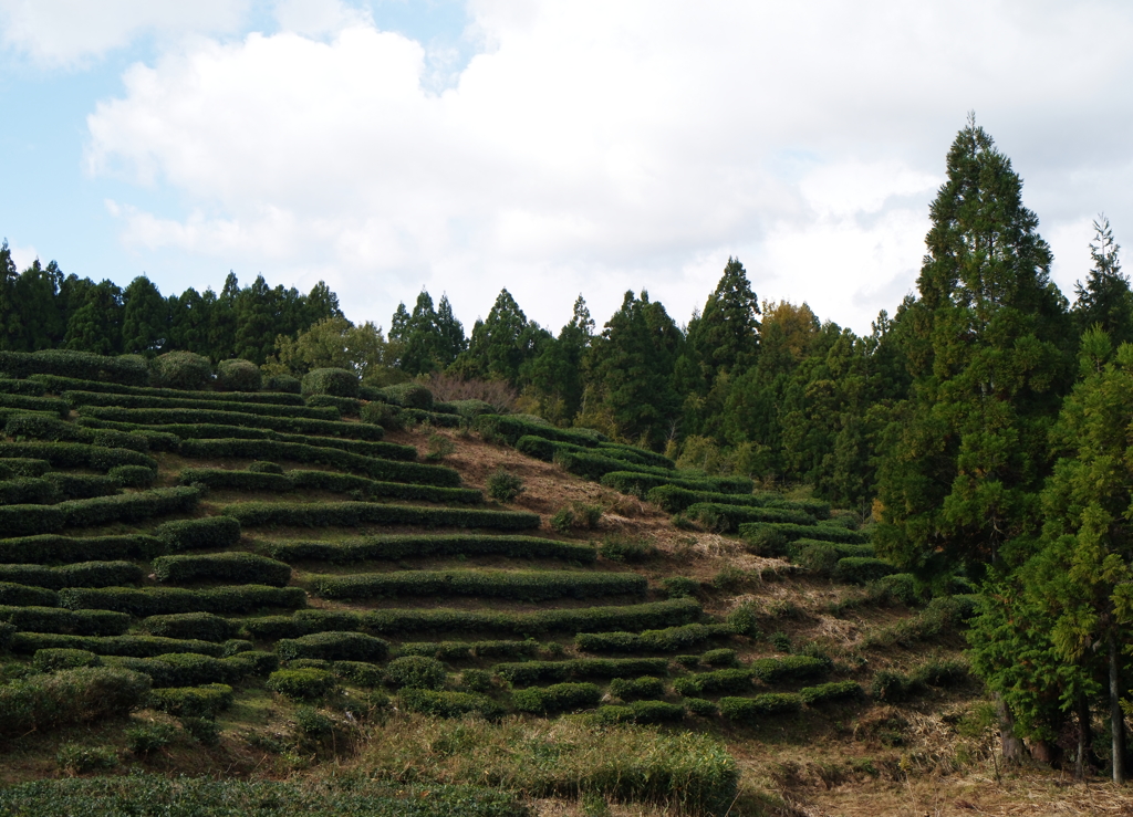 亀山の茶畑