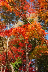 大原野神社の秋