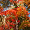 大原野神社の秋