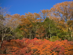 秋彩の六甲