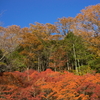 秋彩の六甲