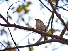 なかよし池の野鳥