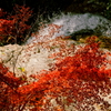 布引渓流の秋彩
