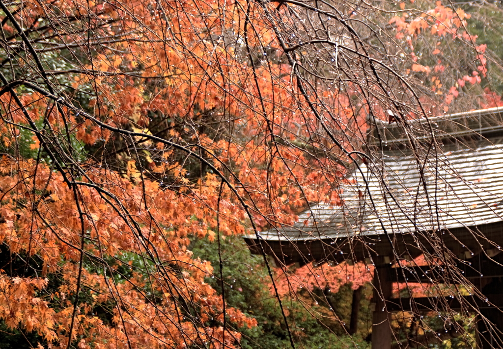 薬王院温泉寺の秋景雨情