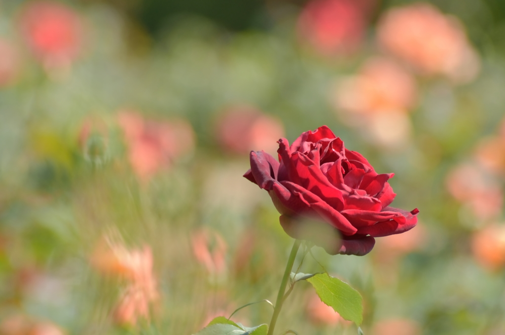 春光に喜ぶ薔薇
