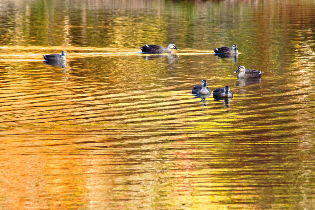 水鳥の楽園