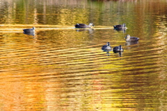 水鳥の楽園