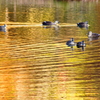 水鳥の楽園