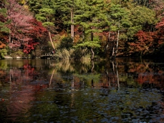 六甲山の紅葉