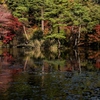 六甲山の紅葉