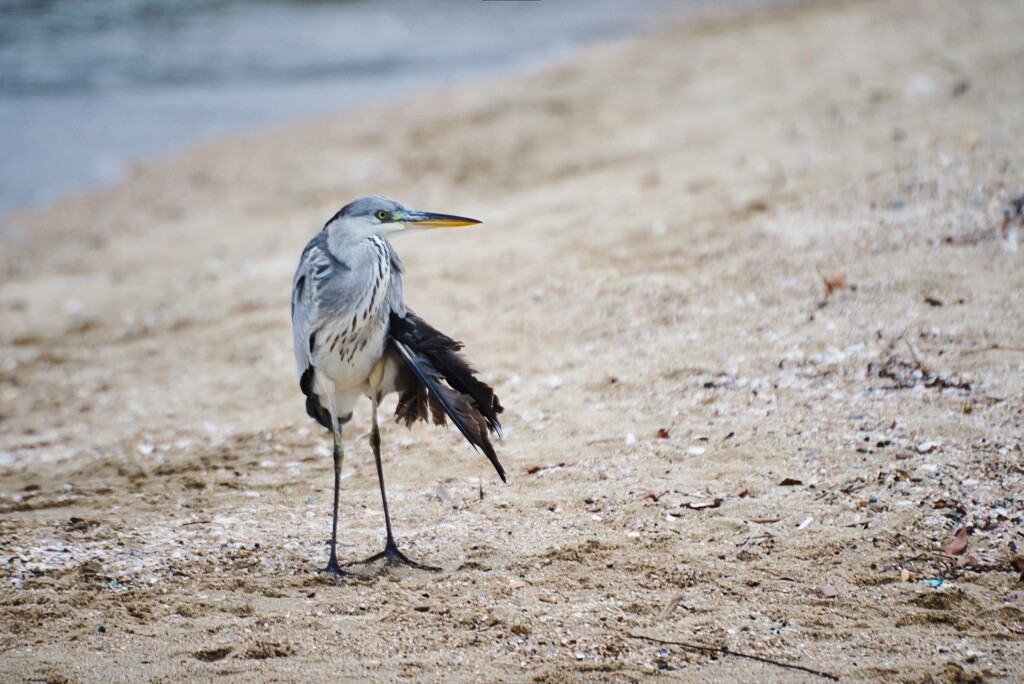 秋の海辺に佇むアオサギ